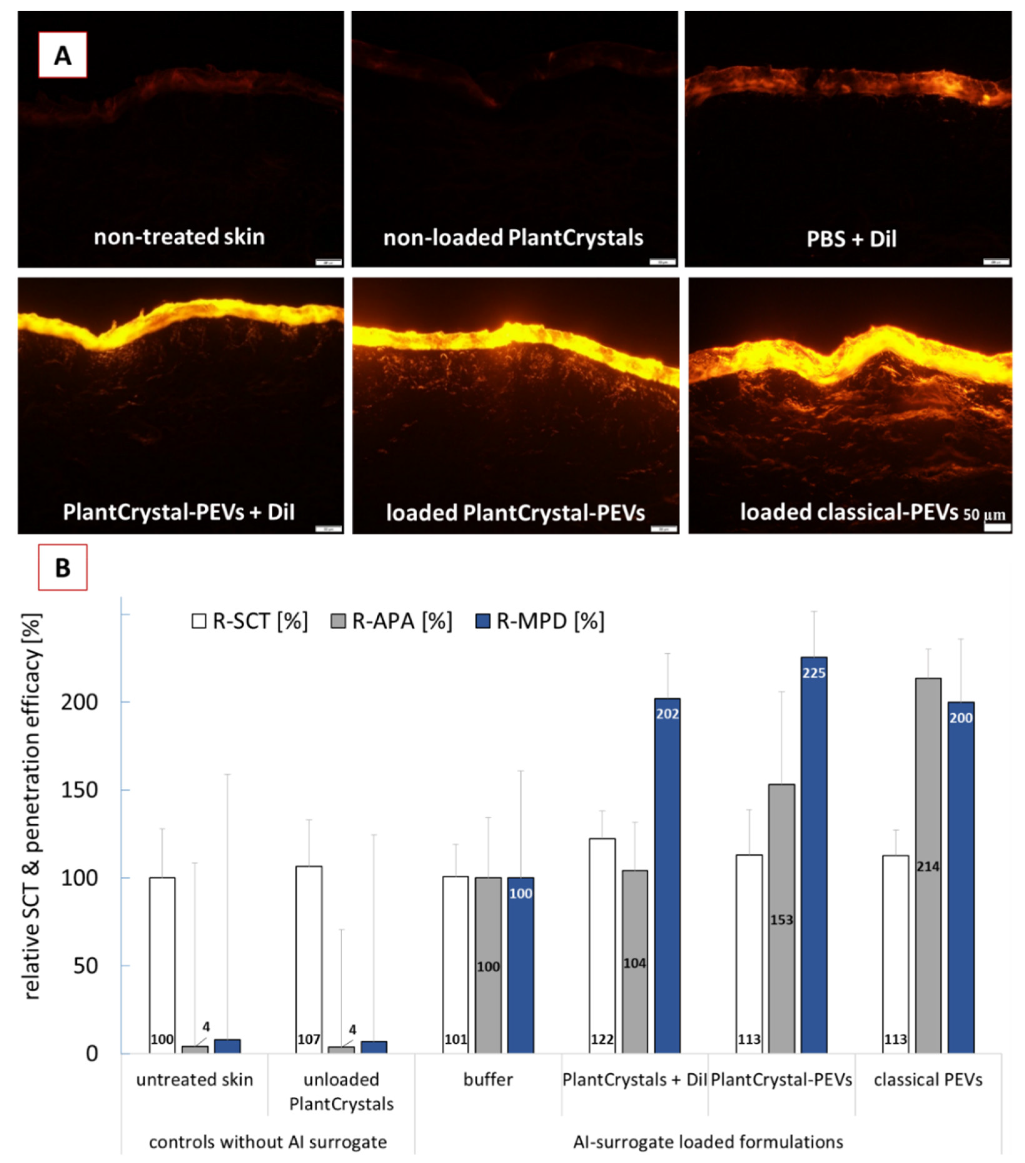 Fluorescence microscopy and penetration data showing enhanced DiI skin delivery using cucumber-derived vesicle formulations.